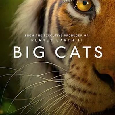 大猫 Big Cats (2018)