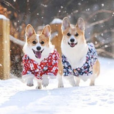 动物诊疗室