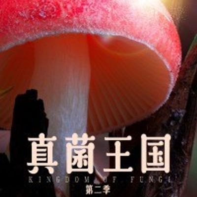 真菌王国第二季