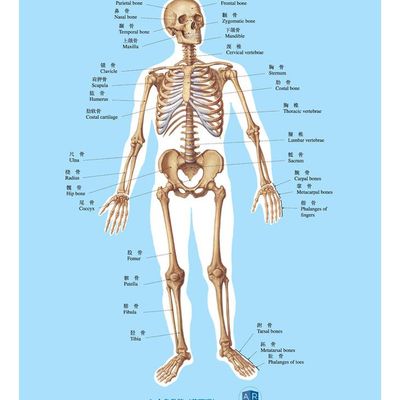 人体解剖学基础