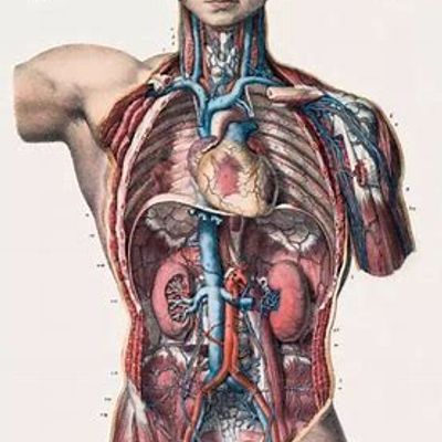 医学生——美国艾氏人体剖析